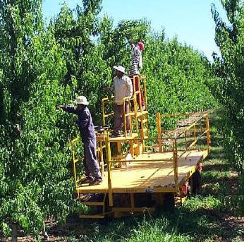 Workers doing orchard harvesting on a Trel-Pick