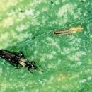Other common names for thrips include thunderflies, thunderbugs, storm flies, thunderblights, storm bugs, corn flies and corn lice.