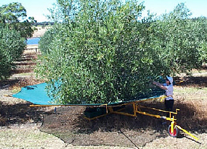 OilNet - harvesting aid for olives, pistachio nuts, seed collection