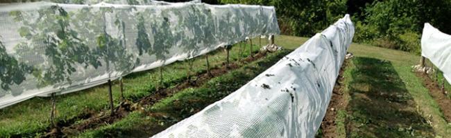 Anti Bird Pond Netting Garden Plant Pest Protection Plants Veg Fruit Mesh Fine