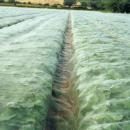 Floating vegetable crop covers for protection against thrips and other pests
