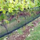Vineyard Zone Netting
